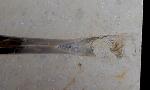 Hibolithes sp. (MONTFORT 1808) - Bild © FossNet FossilienStore